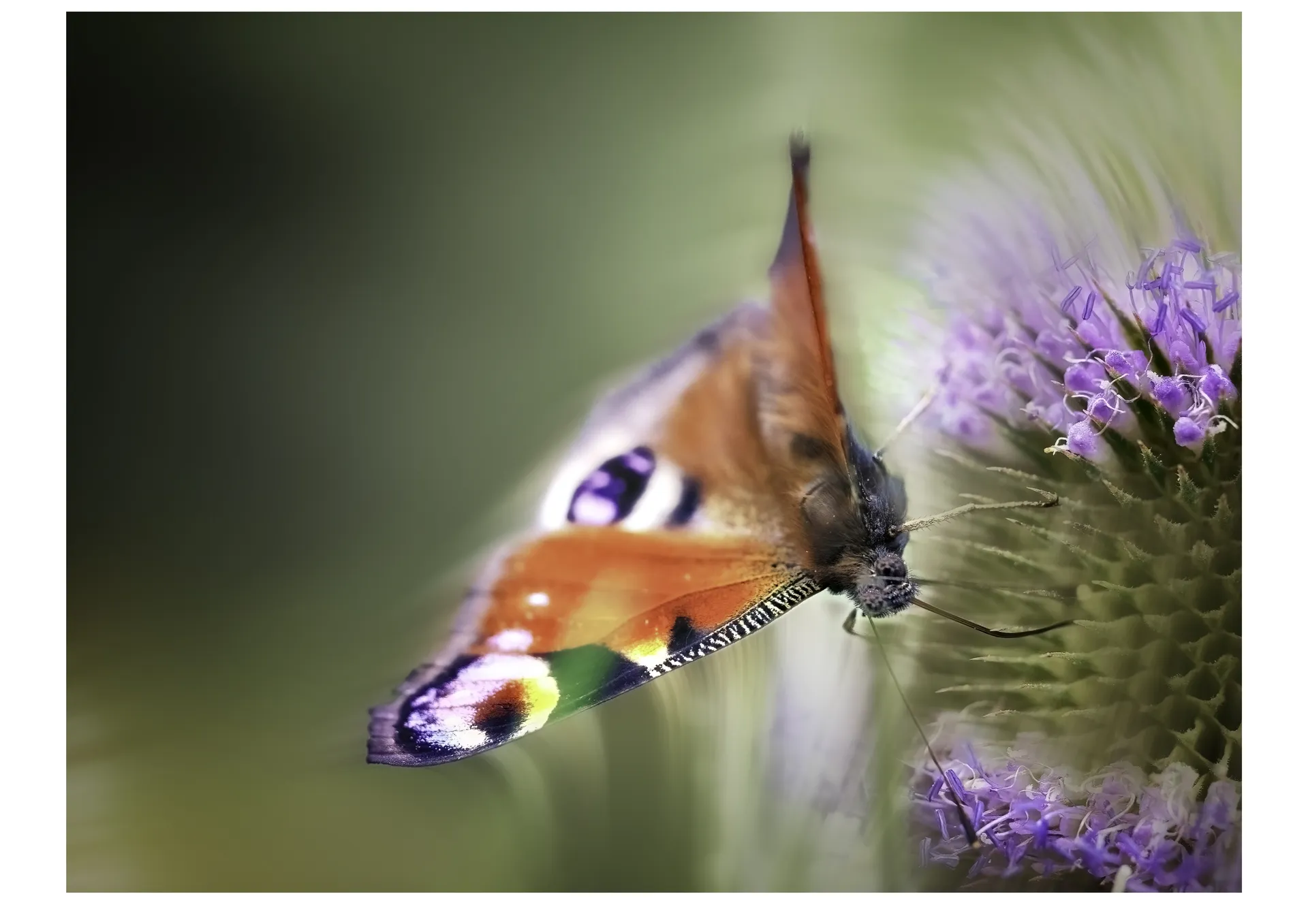 Makrofotografie motýla babočky paví oko na fialovém květu